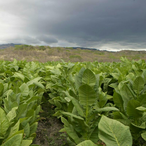 The Story of Cigars NH Cigars tobacco field